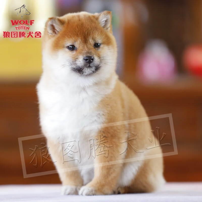 狼图腾小柴犬纯种日本柴犬幼犬双血统活体幼犬家养宠物狗小柴活体幼犬