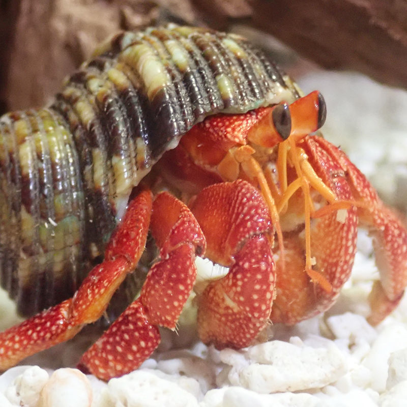 宠物陆生易养寄居蟹淡水鲜活观赏蟹螃蟹办公室桌面 草莓寄居蟹2-3厘米