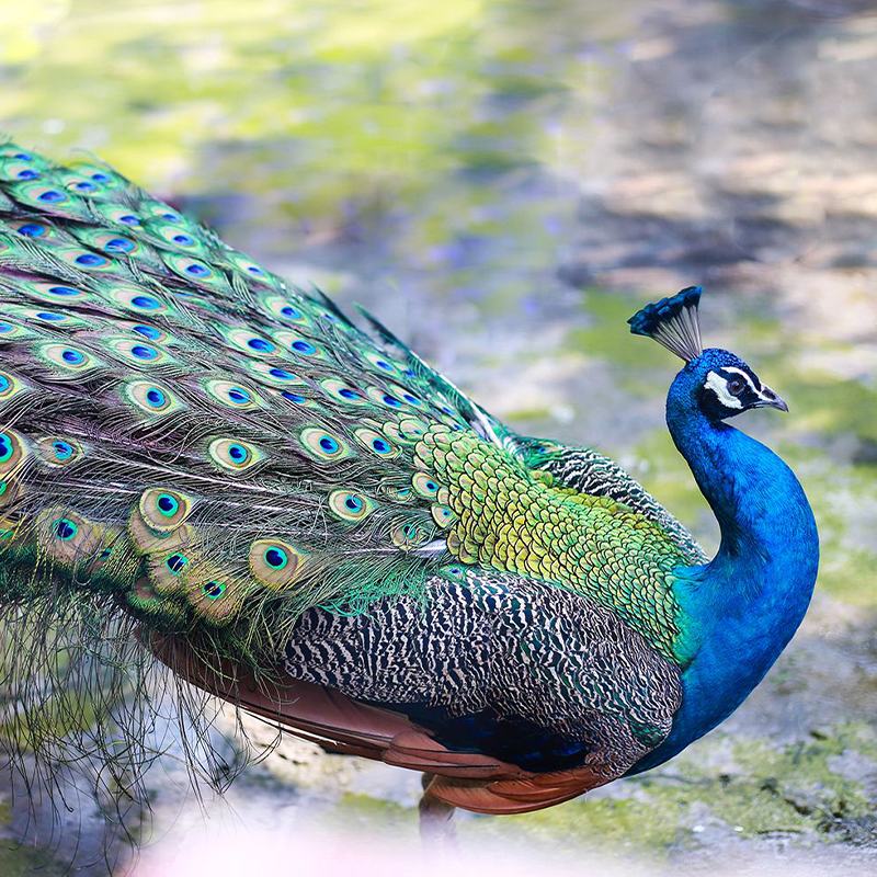 孔雀活体孔雀苗公母一对孔雀苗 幼鸟活孔雀 观赏蓝白孔雀