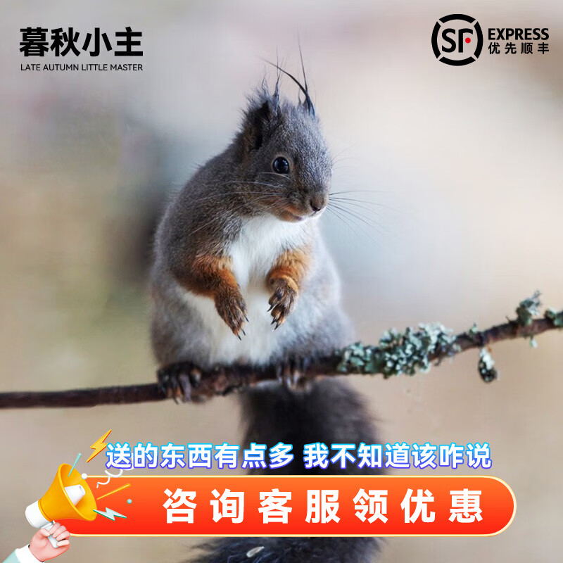 崽宠物雪地黄山金花松鼠活物魔王松鼠活体 三色魔王松鼠幼崽公母备注)