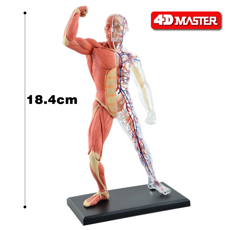 4dmaster人体模型医学肌肉骨骼模型骨架人体解剖结构模型仿真玩具