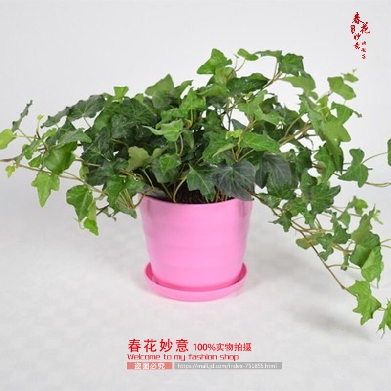 春花妙意常春藤吊兰盆栽室内长青藤悬挂绿植办公室盆栽 常青藤 粉色