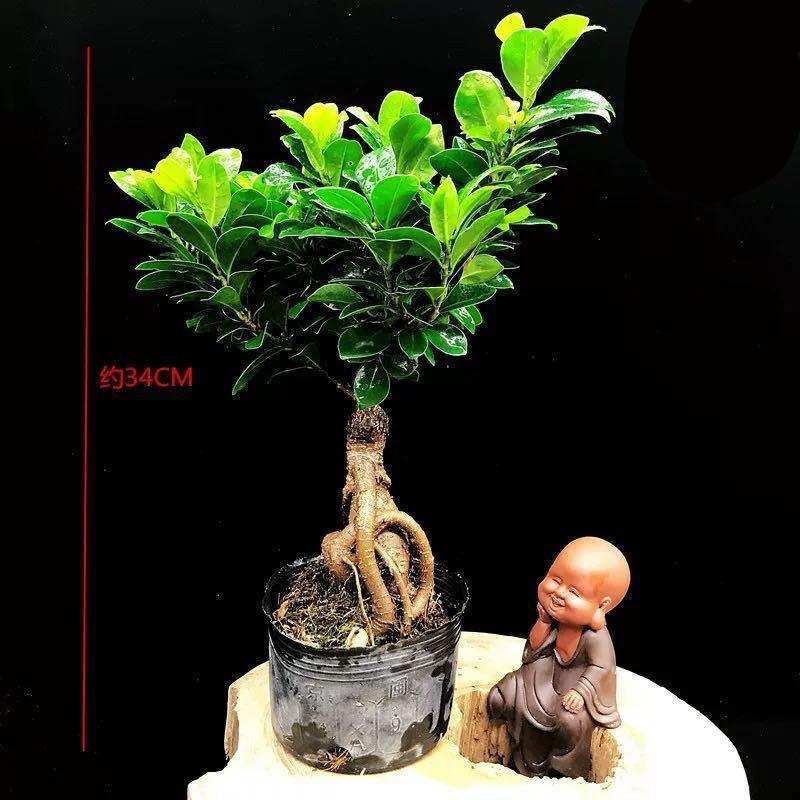 景曦小叶人参榕树盆景s弯8字型榕树盆栽耐热植物四季常青地瓜榕易养活