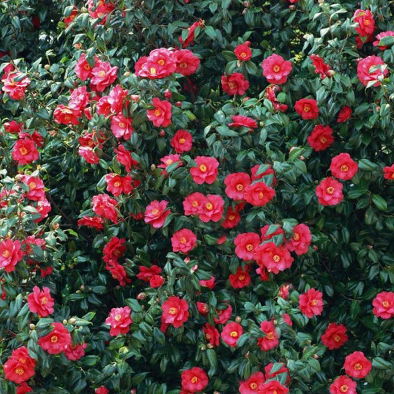 上客来山茶花耐冬树苗室内外绿植庭院大型四季常青耐寒花卉耐冬茶花树