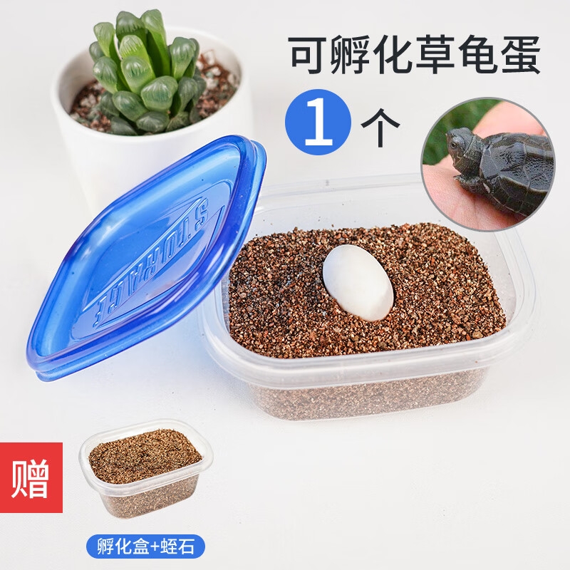 蛋可孵化套装受精蛋网红儿童小宠物龟苗巴西龟活物 可孵化乌龟蛋1个