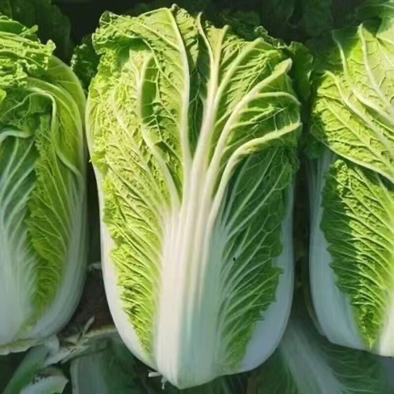 山东大白菜 时令蔬菜新鲜 霜打白菜农家自种可腌制酸菜 1500g