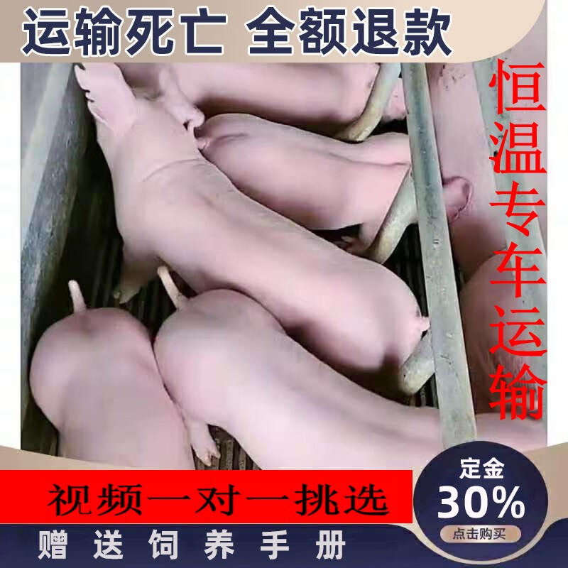 纯种新美系长白母猪大白母猪二元母猪高产太湖长太纯白猪 定金 下单