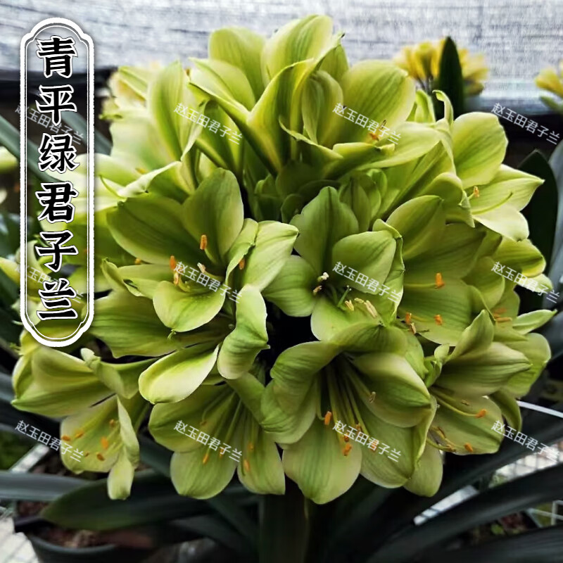 姜芮文静花坊  东北精品君子兰青平绿盆栽油匠圆头和尚绿植名贵短叶特