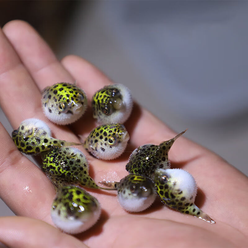 鱼活体斑马狗头鱼v字毛毛狗头鱼生气鱼潜水艇热带淡水观赏鱼 2-3cm1条