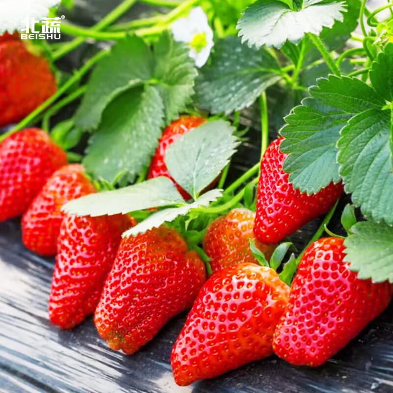 北蔬 花种子大全室外四季易种活开花野花组合花籽室外 红颜草莓种子