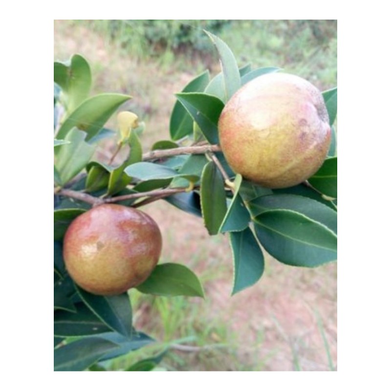 江西省嫁接高产油茶苗茶子籽树苗南方种植茶油树苗中大油茶果 油茶苗