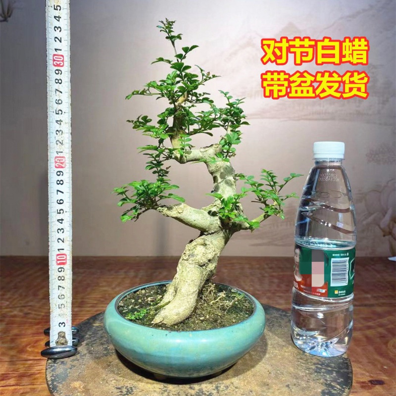 矮霸盆景对节白蜡盆景瓜子黄杨盆景六月雪微型盆景小盆景 一物一拍510