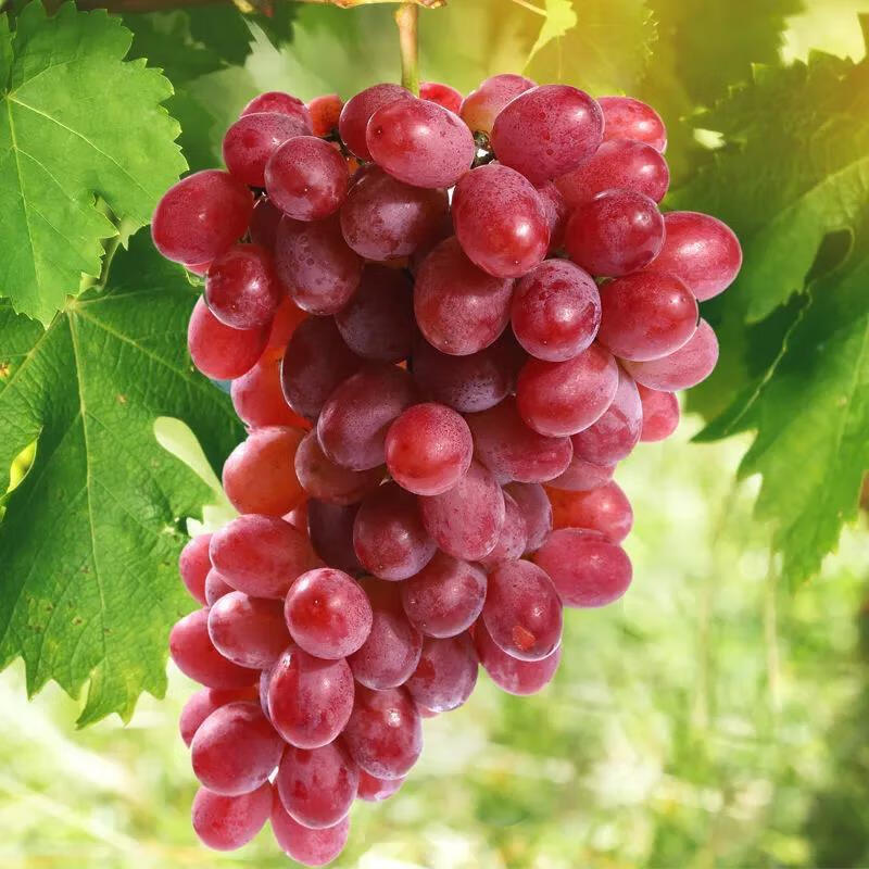 提子水果克伦生无籽红提 新鲜孕妇水果 整箱批发 顺丰速运 优选尝鲜装