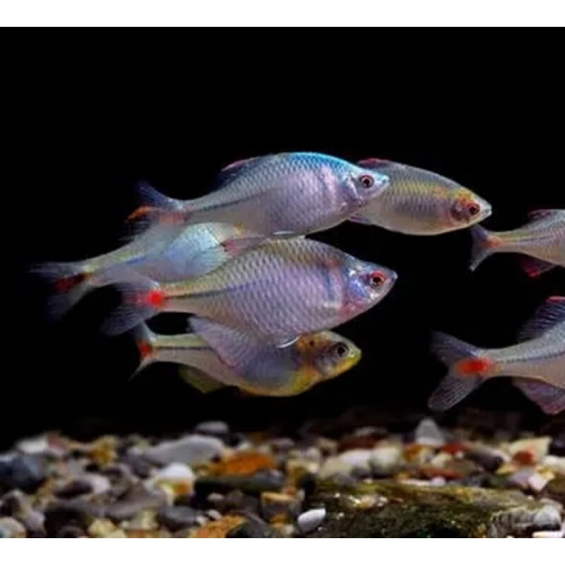 森悠(saryor)鳑鲏鱼观赏鱼冷水鱼原生鱼七彩旁皮鱼高体旁皮活体小型