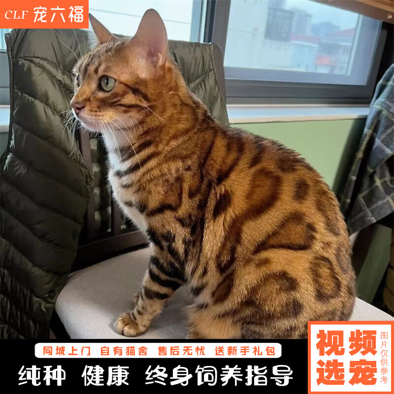 宠六福纯种孟加拉猫豹子猫活体幼猫幼崽小猫宠物猫咪 宠物级 公