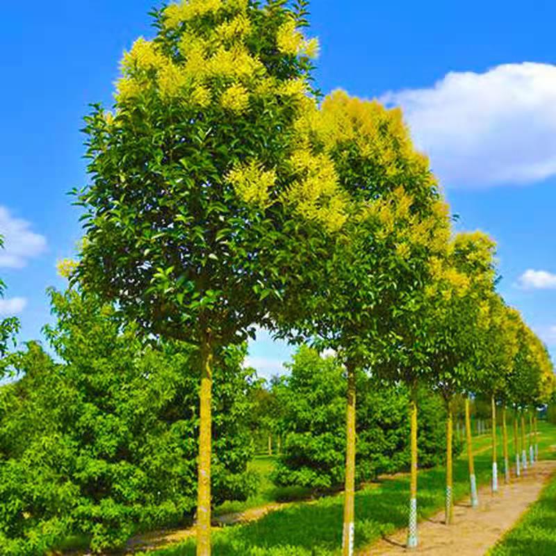 墨耘苍高杆大叶女贞树苗占地拆迁苗庭院大型女贞树苗四季青常绿化