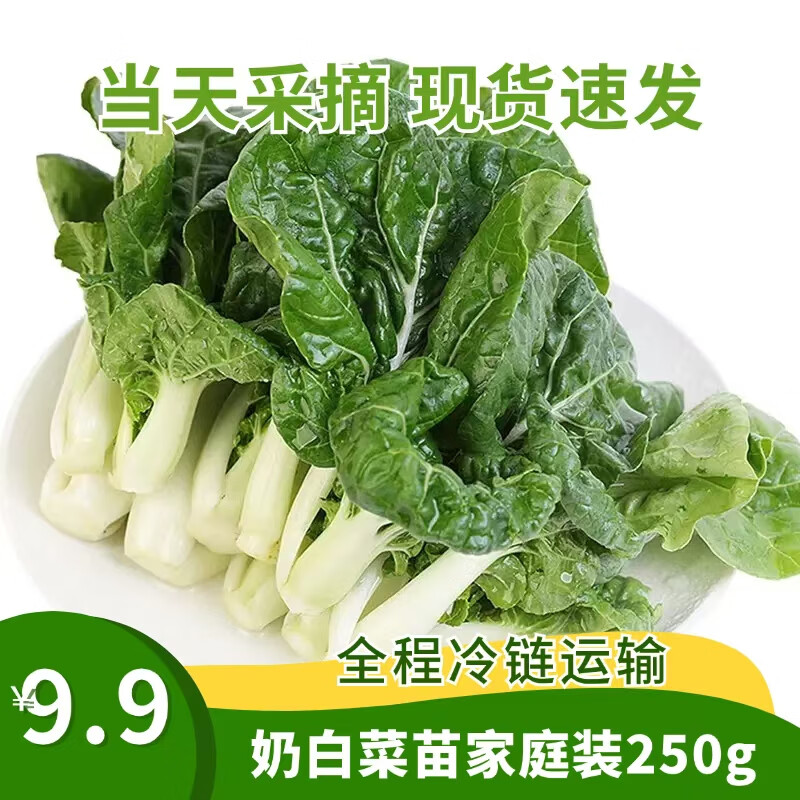 甄选奶白菜苗250g北京农场新鲜采摘奶白菜小白菜火锅新鲜蔬菜叶菜 250g