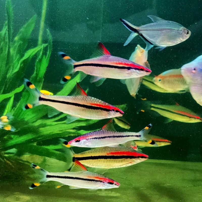 一眉道人黑影道人鱼红眉鱼小型淡水草缸灯科鱼热带观赏鱼活体群游