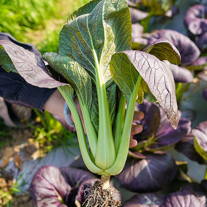 三千苗 紫玲紫油菜种子种籽小青菜四季春季秋季家庭阳台盆栽紫色小油