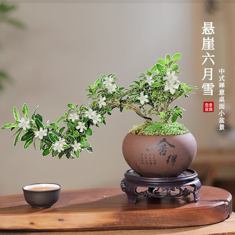 开时果 悬崖六月雪盆栽弯枝造型 室内小老桩办公室桌面绿植趣味禅意盆景 六月雪（舍得紫砂盆+苔藓+底托）高性价比高么？