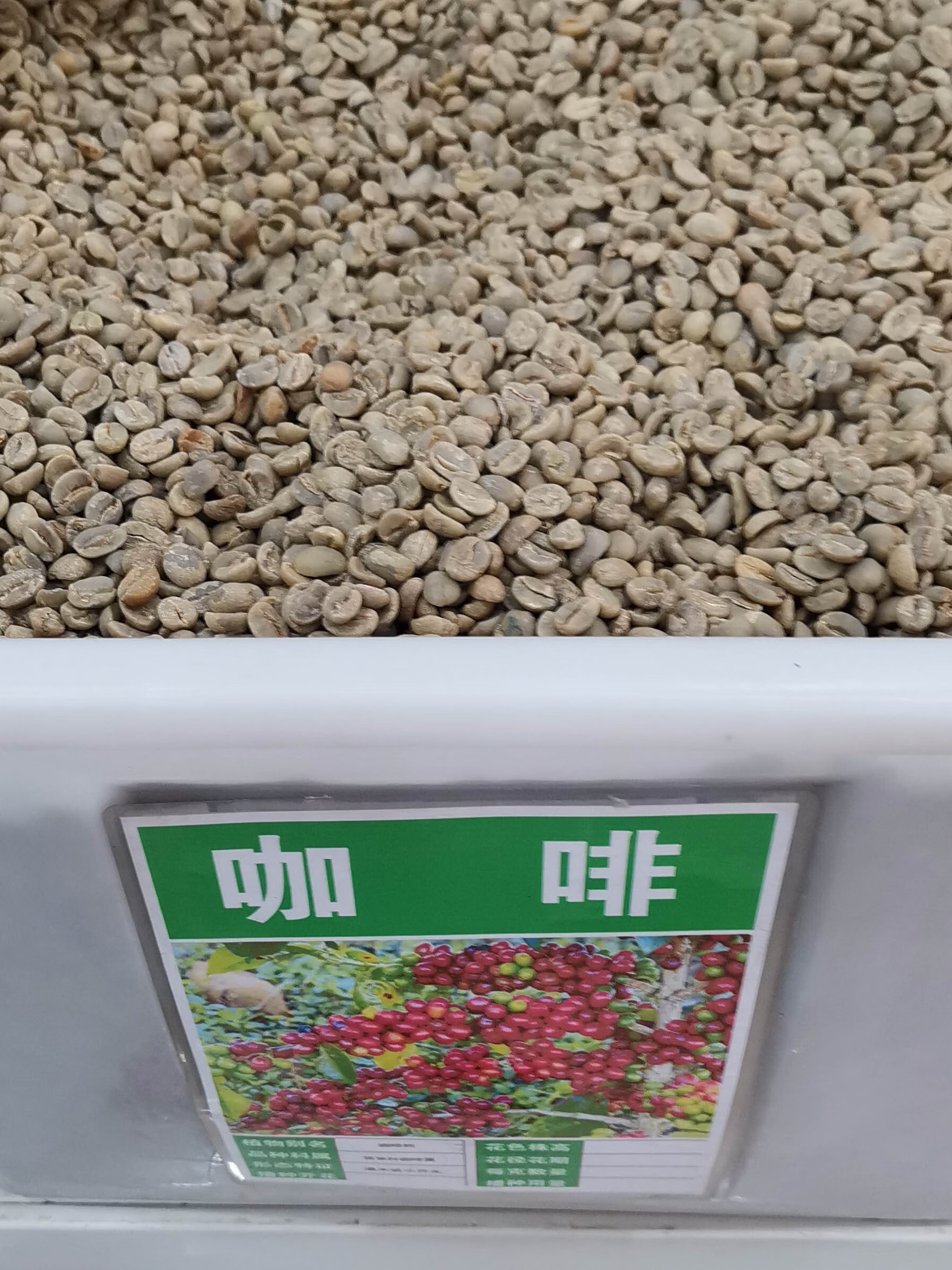 楓隅云南小种咖啡豆种小粒种子 咖啡种子一斤