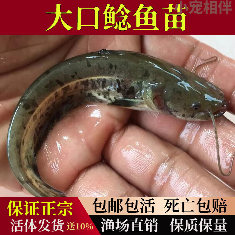 南方大口鲶鱼苗观赏鱼淡水养殖食用二须四须鲶鱼本地土鲶鱼苗活体 3-5