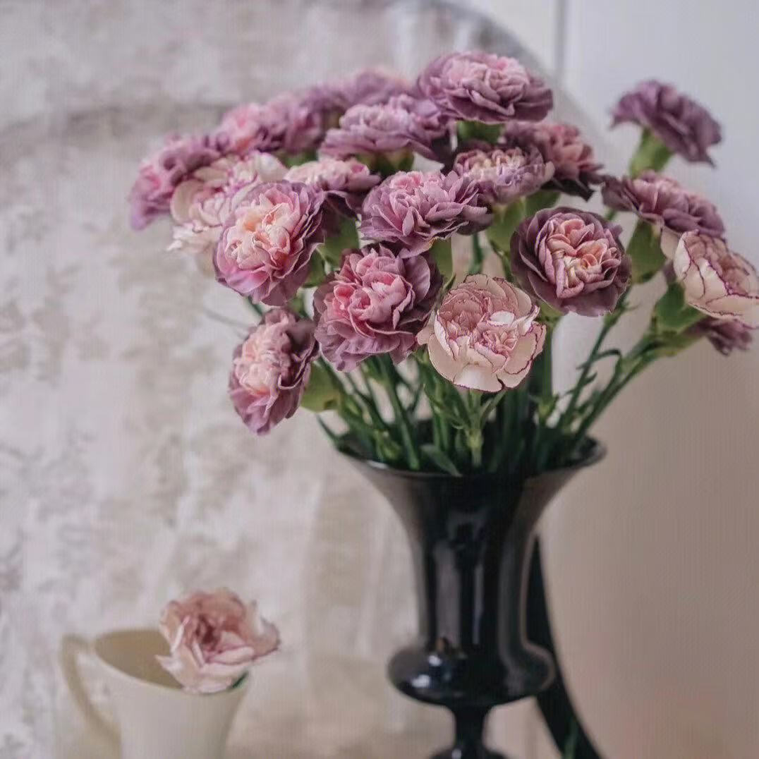 康乃馨鲜花一支【夫人】野马紫精灵顺丰冷链云南昆明基地礼物 野马9支