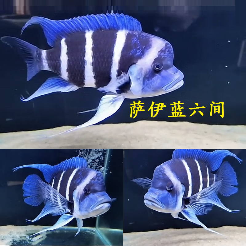 少羽萨伊蓝六间进口伊巴卡三湖慈鲷坦布隆迪龙鱼配鱼观赏鱼活鱼鱼