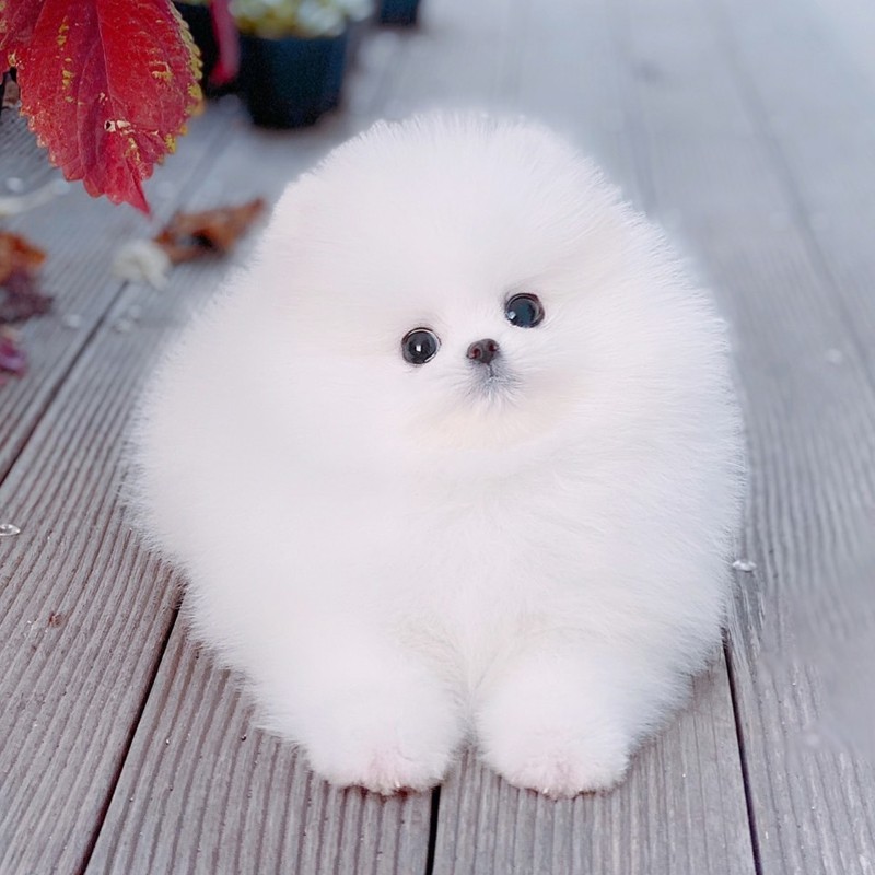 纯种博美狗狗活体宠物狗幼崽小狗崽茶杯犬博美幼犬俊介小型犬 纯种