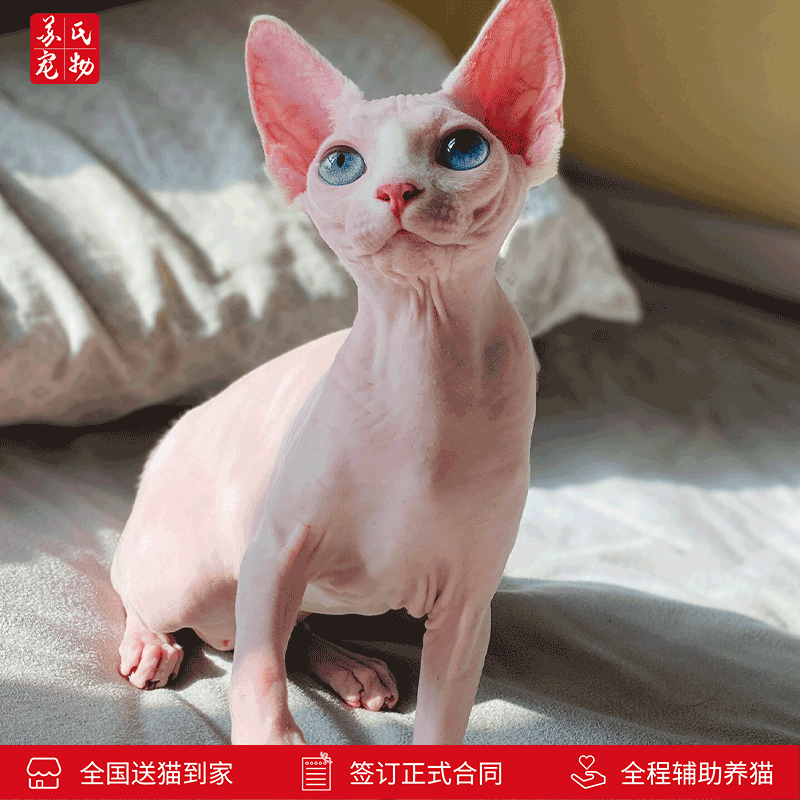 涴喵 苏式纯种斯芬克斯无毛猫幼猫猫咪活体白皮家养宠物猫蓝皮幼崽