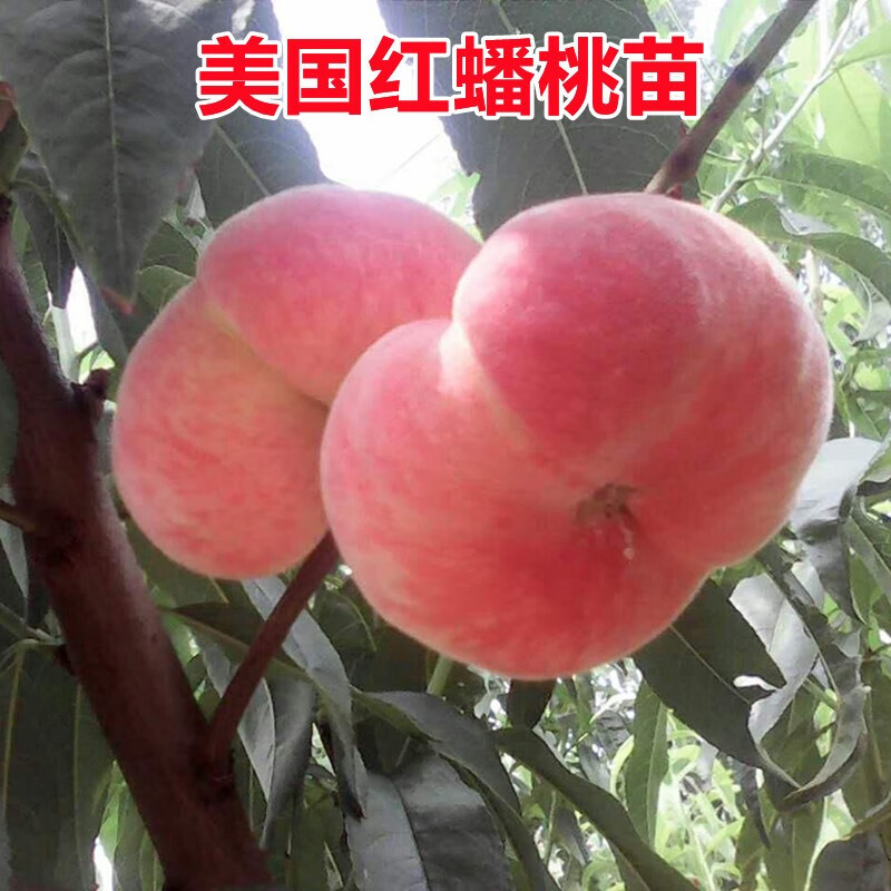 垣栀美国红蟠桃树苗嫁接蟠桃苗油蟠桃苗南方北方种植当年结果血桃树苗