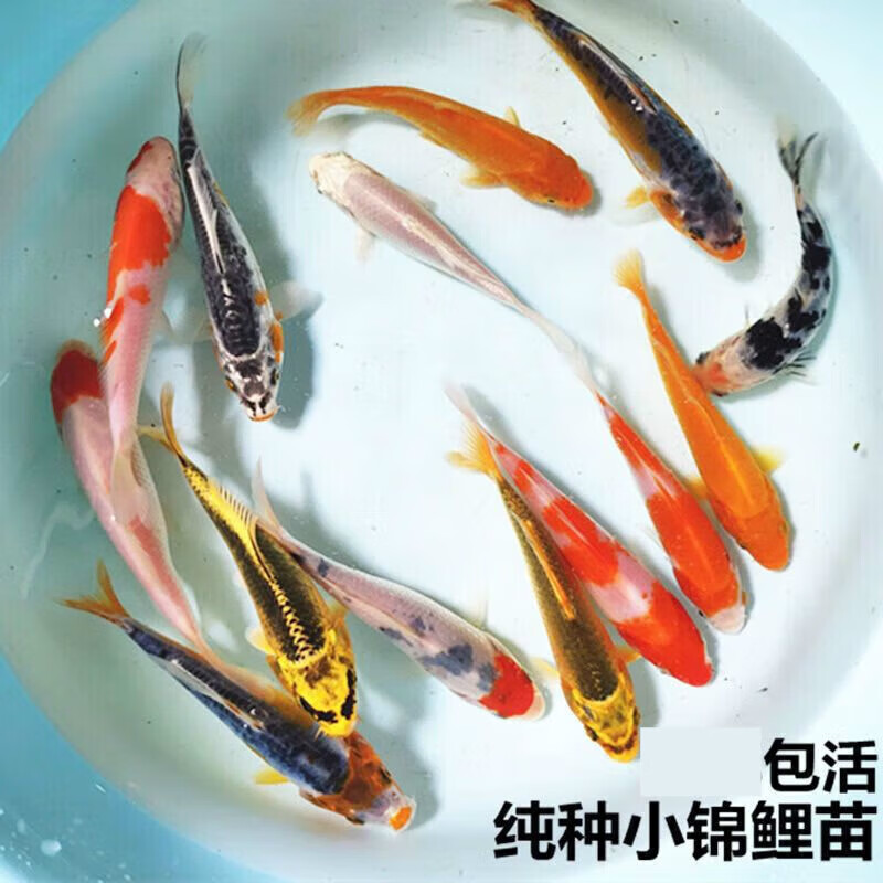 墨一活鱼大锦鲤观赏吃奶鱼冷水淡水鱼宠物锦鲤龙凤鱼 十全十美(10条)