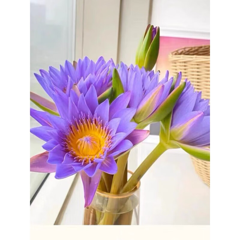 瑰季香水百合鲜花束广州基地直发水养同城速递家庭办公室剑兰玫瑰花店