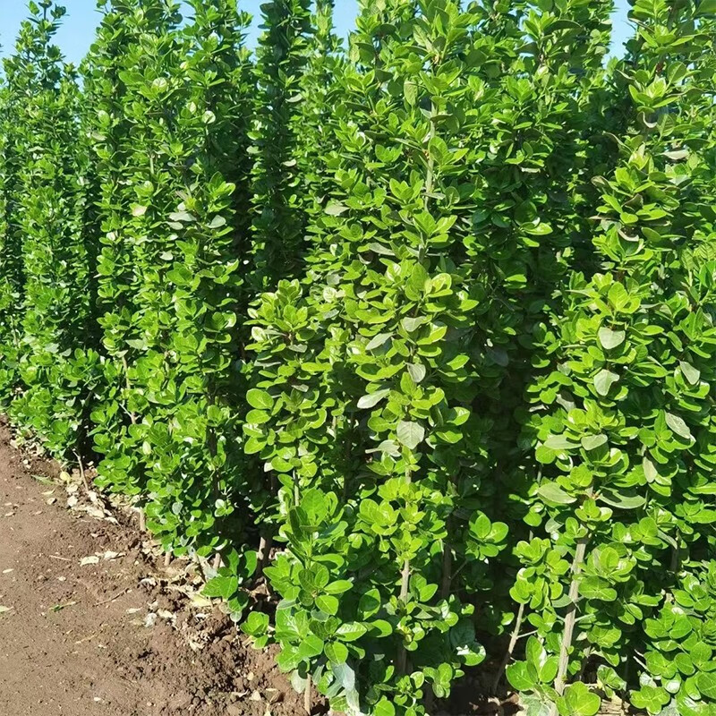 亦运林篆 围墙篱笆植物大叶北海道黄杨苗冬青树苗四季常青耐寒庭院