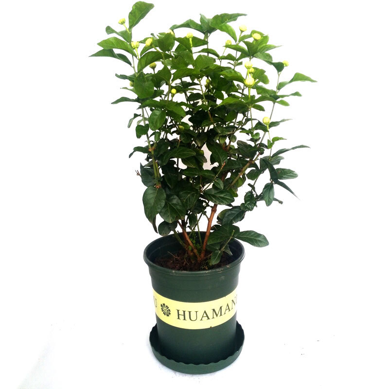 心头肉正宗虎头茉莉花苗三叶轮生虎头茉莉花盆栽重瓣花卉开花香4年苗