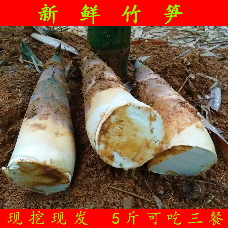 苦竹笋新鲜5斤装 广东埔田麻竹笋非广西竹笋大头笋春笋农家现挖笋