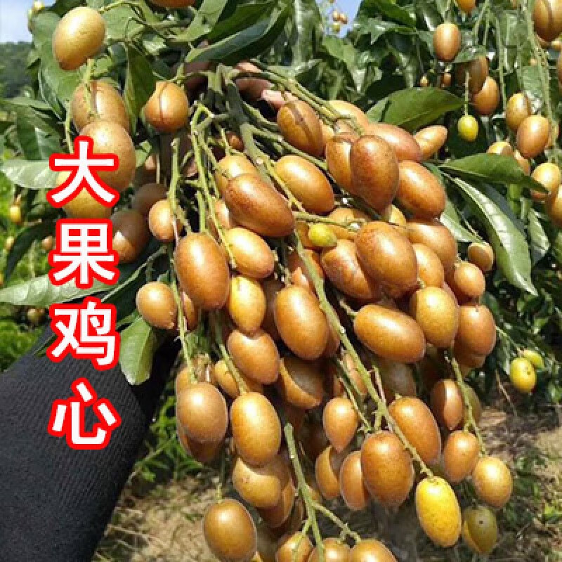 clcey新品种甜无核大果冰糖黄皮苗树庭院南方种植鸡心黄皮果树苗带土