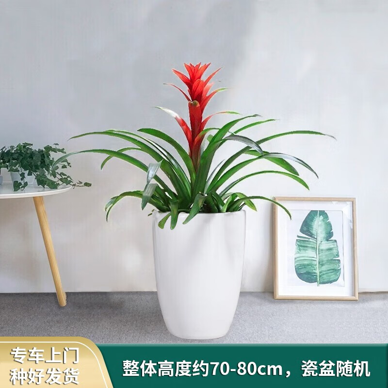 大型绿植最全历史价格表|大型绿植价格比较