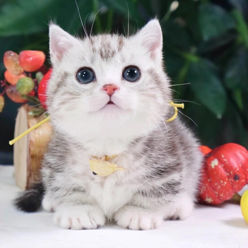【30天质保】宠约矮脚虎斑起司宠物猫咪活体纯种小猫活物美短加白家养