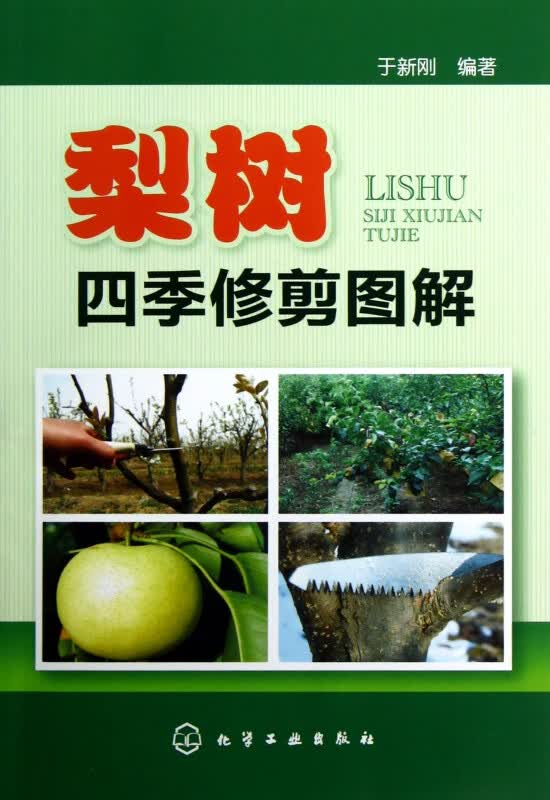 梨树四季修剪图解