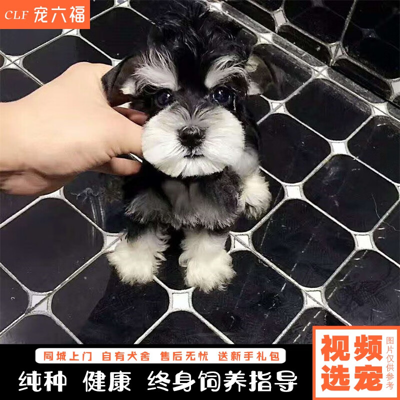 宠六福纯种雪纳瑞幼犬宠物狗狗活体小狗活物茶杯犬幼崽 宠物级 公