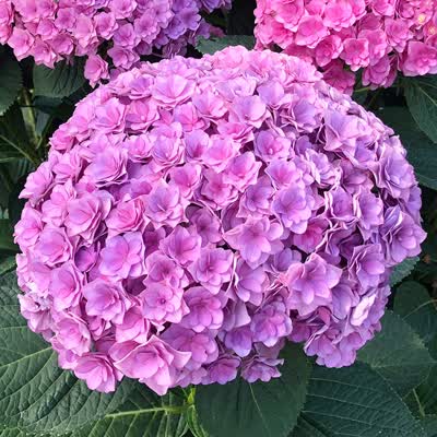 绣球花苗当年开花盆栽地栽植物绣球苗紫阳花八仙花洋绣球 4.