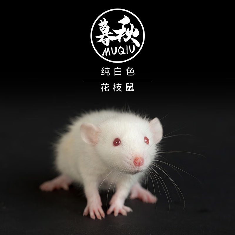 暮秋小主花枝鼠活体宠物小型易养活物宿舍网红学生儿童萌宠家养健康