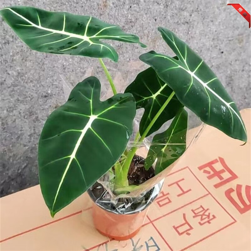 惜林園綠天鵝海芋天鵝絨竹芋稀有特級進口室內(nèi)陽臺庭院熱植入門綠植盆栽 綠天鵝35厘米高1盆