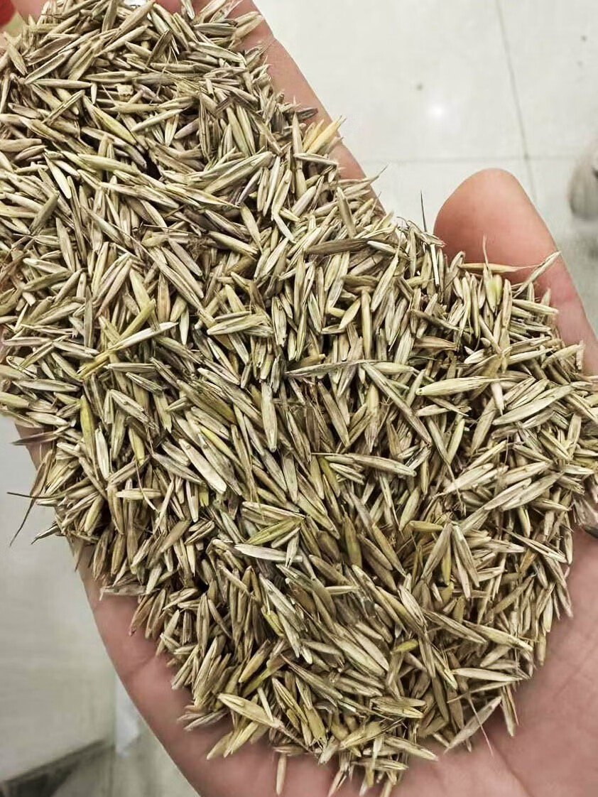 芗苒披碱草种子牧草种籽籽 披碱草种子一斤