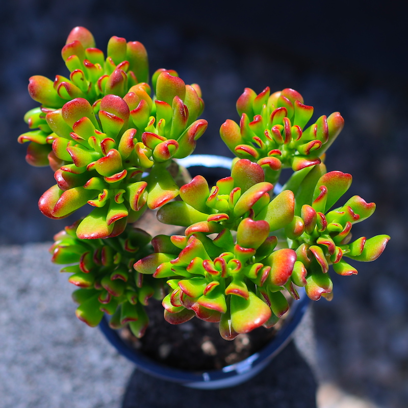 招财猫吸财树铲叶花月老桩多肉植物盆栽多肉绿植花卉超大室内组合