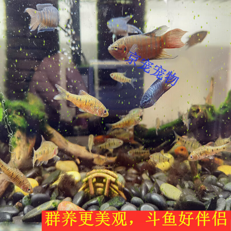 采缇(caiti)中国斗鱼伴侣条纹小鲃生红眼淡水观赏鱼中国斗鱼伴 4-5