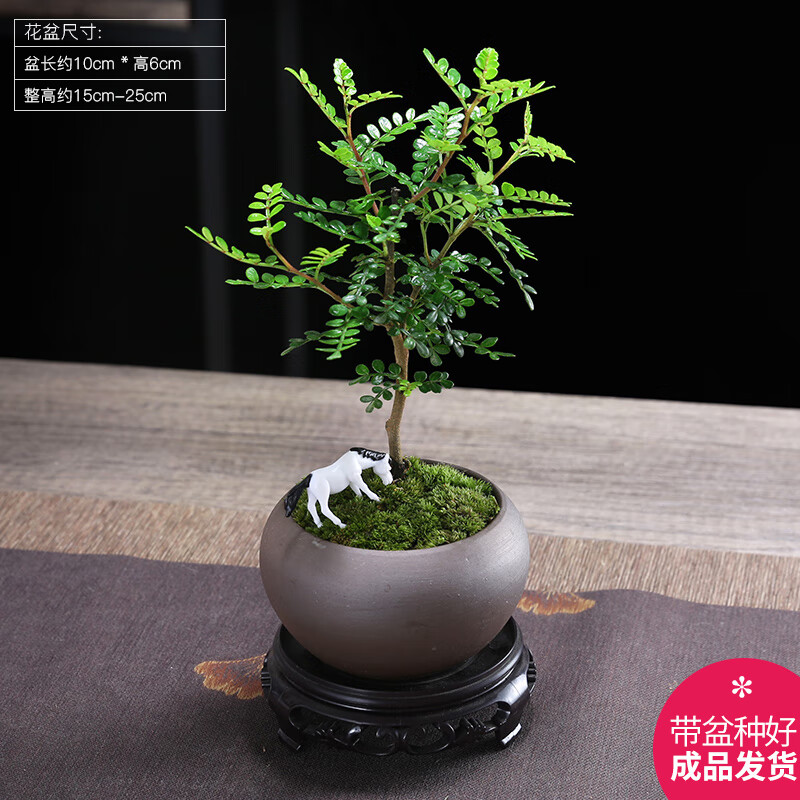 幼薇胡椒木盆栽办公室绿植盆景迷你室内桌面小盆景四季好养胡椒木 胡椒木+紫砂盆+圆形底盘 带盆栽好高性价比高么？