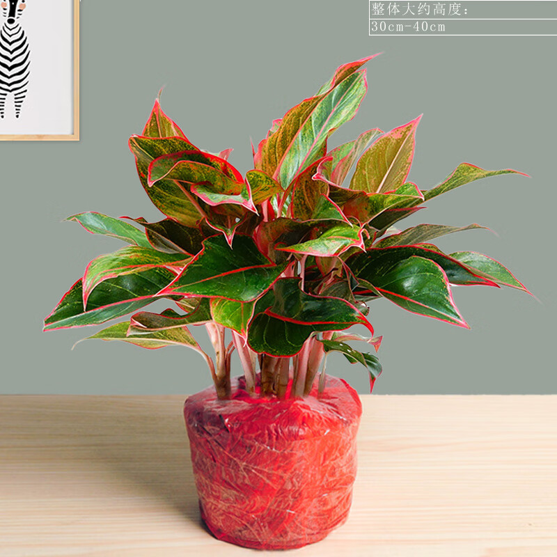 花卉绿植如意皇后吉利红懒人好养活净化空气桌面小植物 万年红一盆装