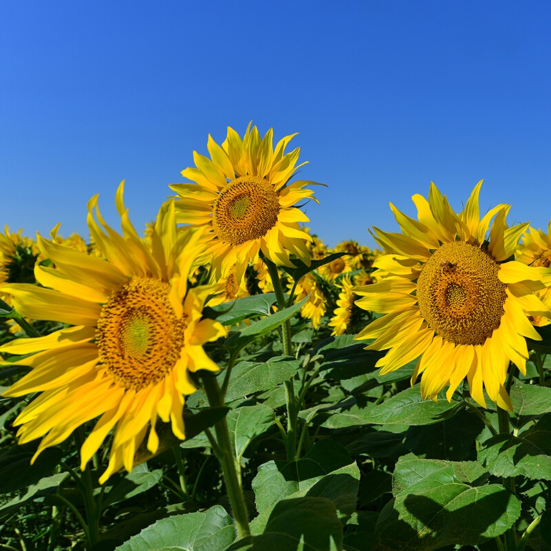 花中酷  向日葵种子 多头矮杆向日葵(100粒 肥料)
